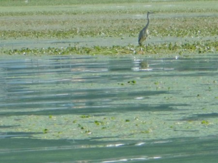 f:id:Limnology:20150808094404j:image