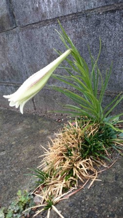 f:id:Limnology:20150814080747j:image