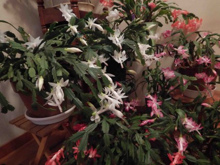 f:id:Limnology:20151111074706j:image