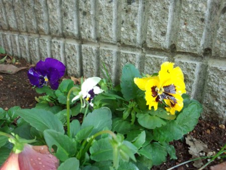 f:id:Limnology:20151118083818j:image