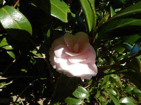 f:id:Limnology:20151129103120j:image