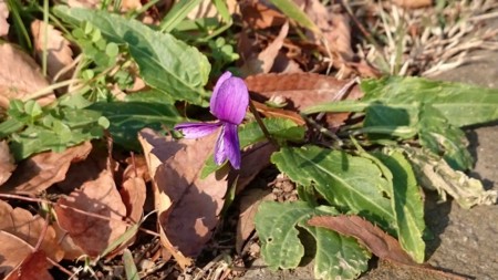 f:id:Limnology:20151216101616j:image