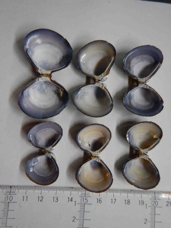 f:id:Limnology:20160331155815j:image