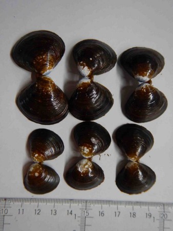 f:id:Limnology:20160331160322j:image