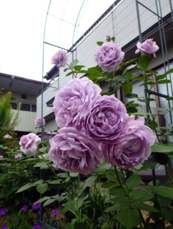 f:id:Limnology:20160620112549j:image