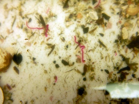 f:id:Limnology:20160805132551j:image f:id:Limnology:20160805132551j:image