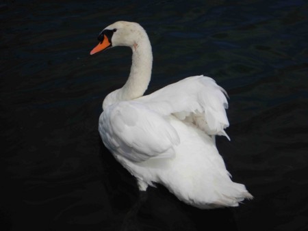 f:id:Limnology:20160806134639j:image