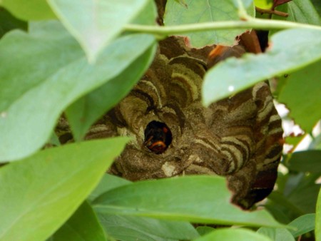 f:id:Limnology:20160812084556j:image