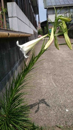 f:id:Limnology:20160814102114j:image f:id:Limnology:20160814102114j:image