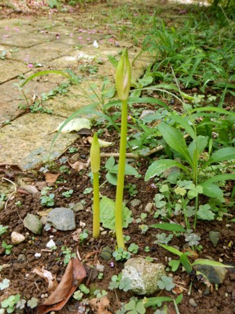 f:id:Limnology:20160821111521j:image