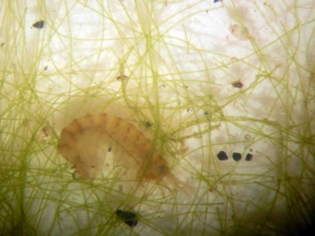 f:id:Limnology:20160824114731j:image