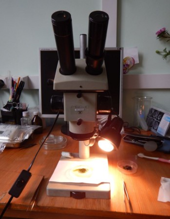 f:id:Limnology:20160825061627j:image