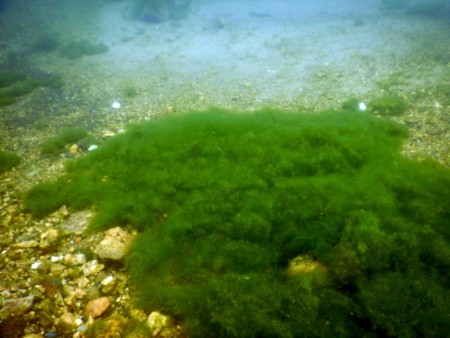 f:id:Limnology:20160829111230j:image
