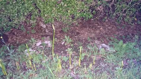 f:id:Limnology:20160917175320j:image