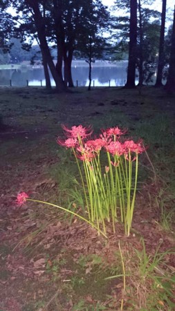 f:id:Limnology:20160917175517j:image