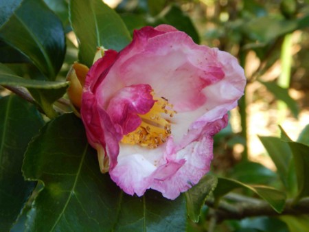 f:id:Limnology:20161015121811j:image