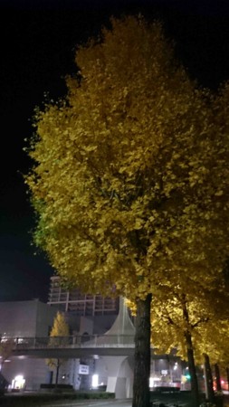 f:id:Limnology:20161120235208j:image