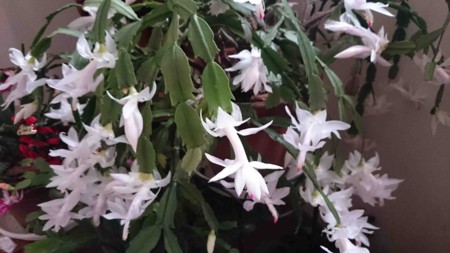 f:id:Limnology:20161122103803j:image