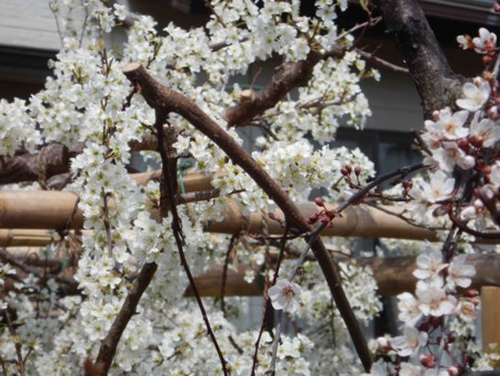 f:id:Limnology:20170402121804j:image