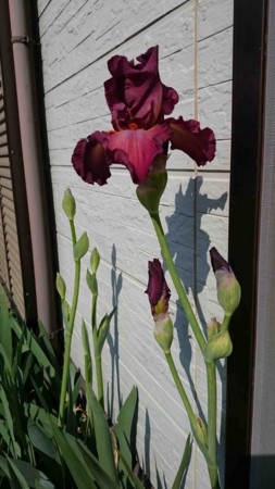 f:id:Limnology:20170415083336j:image