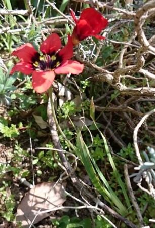 f:id:Limnology:20170429225152j:image