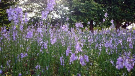 f:id:Limnology:20170508065847j:image