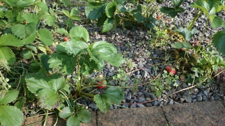 f:id:Limnology:20170512071548j:image