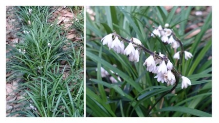 f:id:Limnology:20170705142935j:image