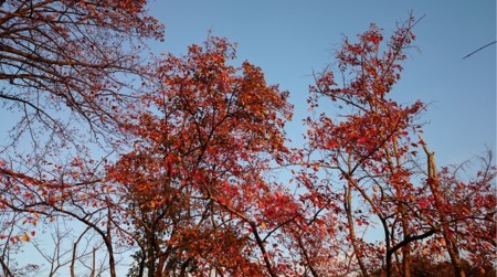 f:id:Limnology:20171112141236j:image