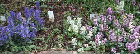 f:id:Limnology:20180427115145j:image