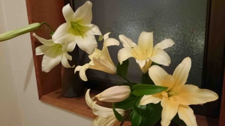 f:id:Limnology:20180618195747j:image