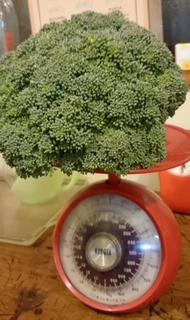 f:id:Limnology:20181112122733j:image
