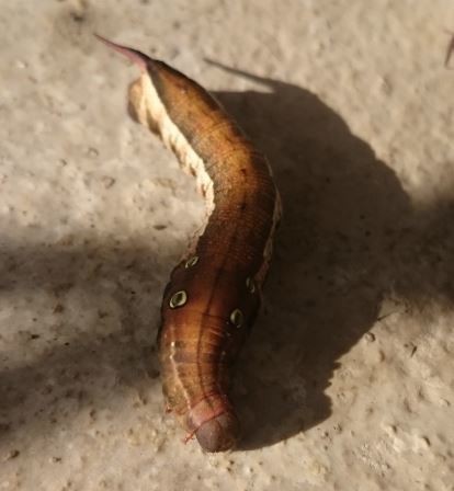 f:id:Limnology:20181130225918j:image