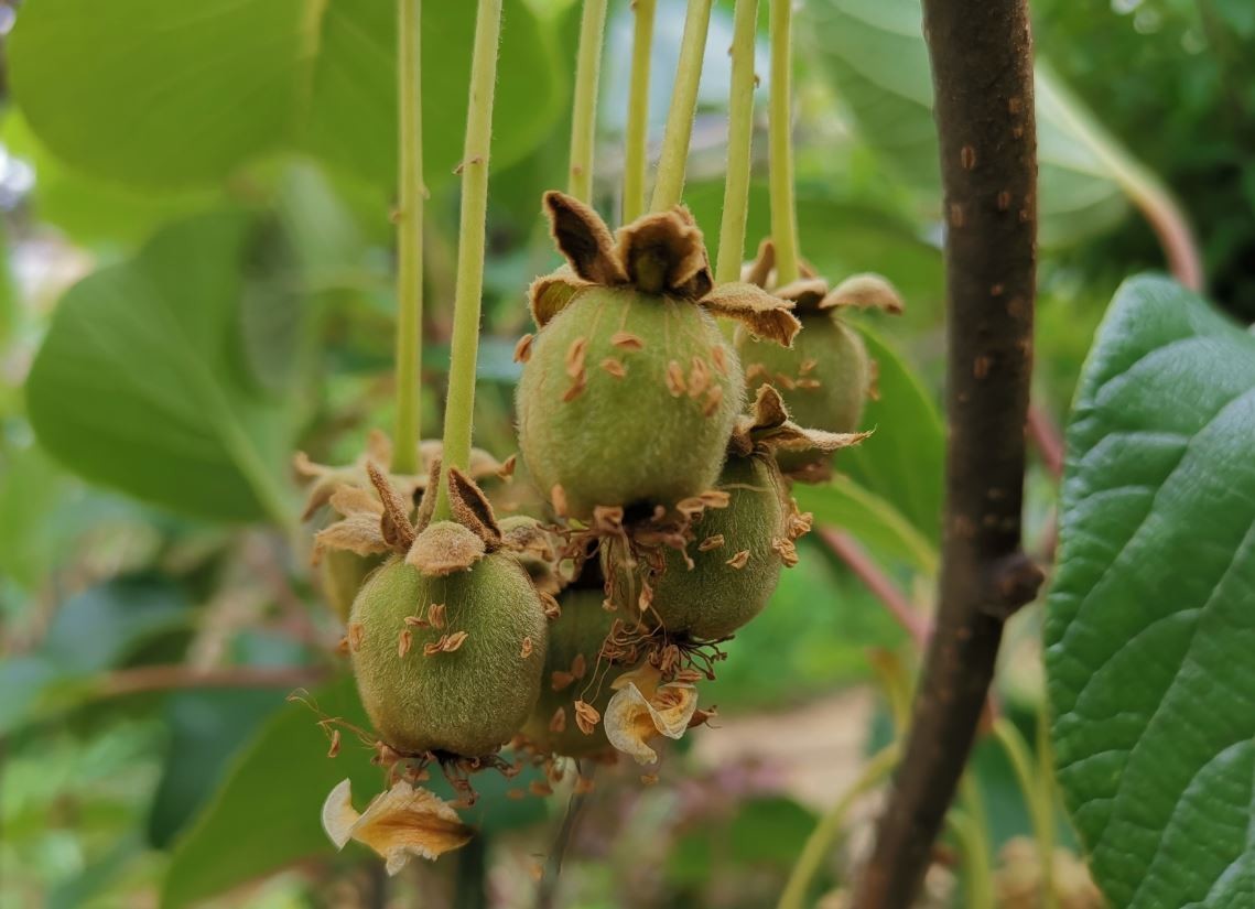 f:id:Limnology:20190520141917j:plain f:id:Limnology:20190520141917j:plain