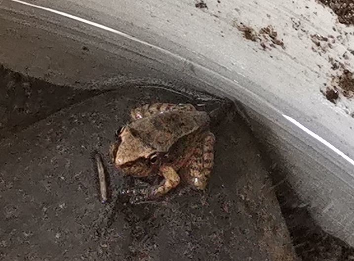 f:id:Limnology:20190604135938j:plain