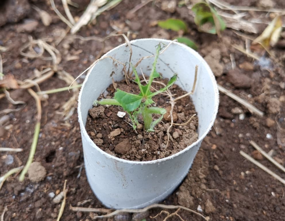 f:id:Limnology:20190605231337j:plain