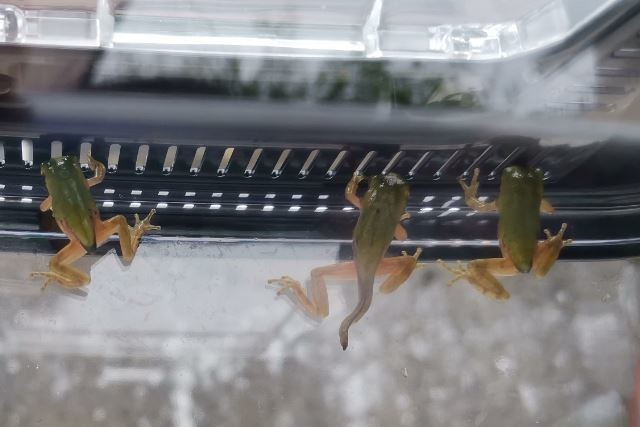f:id:Limnology:20190610113743j:plain
