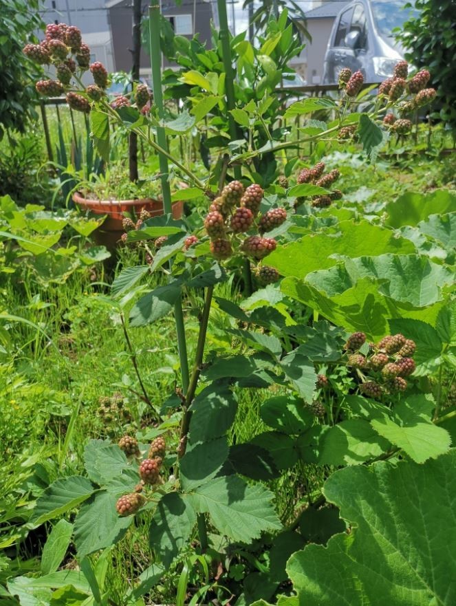 f:id:Limnology:20190619084706j:plain
