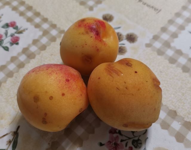 f:id:Limnology:20190627123524j:plain f:id:Limnology:20190627123524j:plain