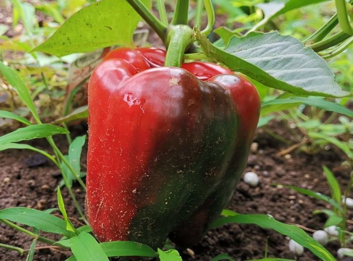 f:id:Limnology:20190706203044j:plain f:id:Limnology:20190706203044j:plain