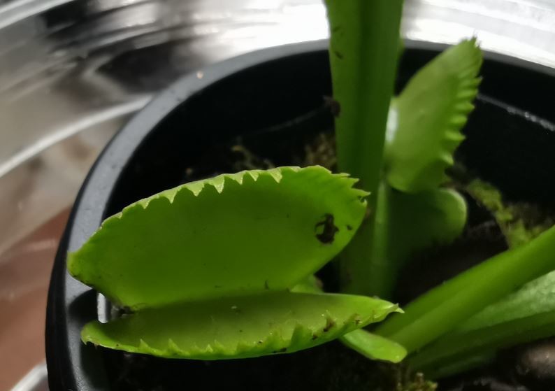 f:id:Limnology:20190706203937j:plain f:id:Limnology:20190706203937j:plain