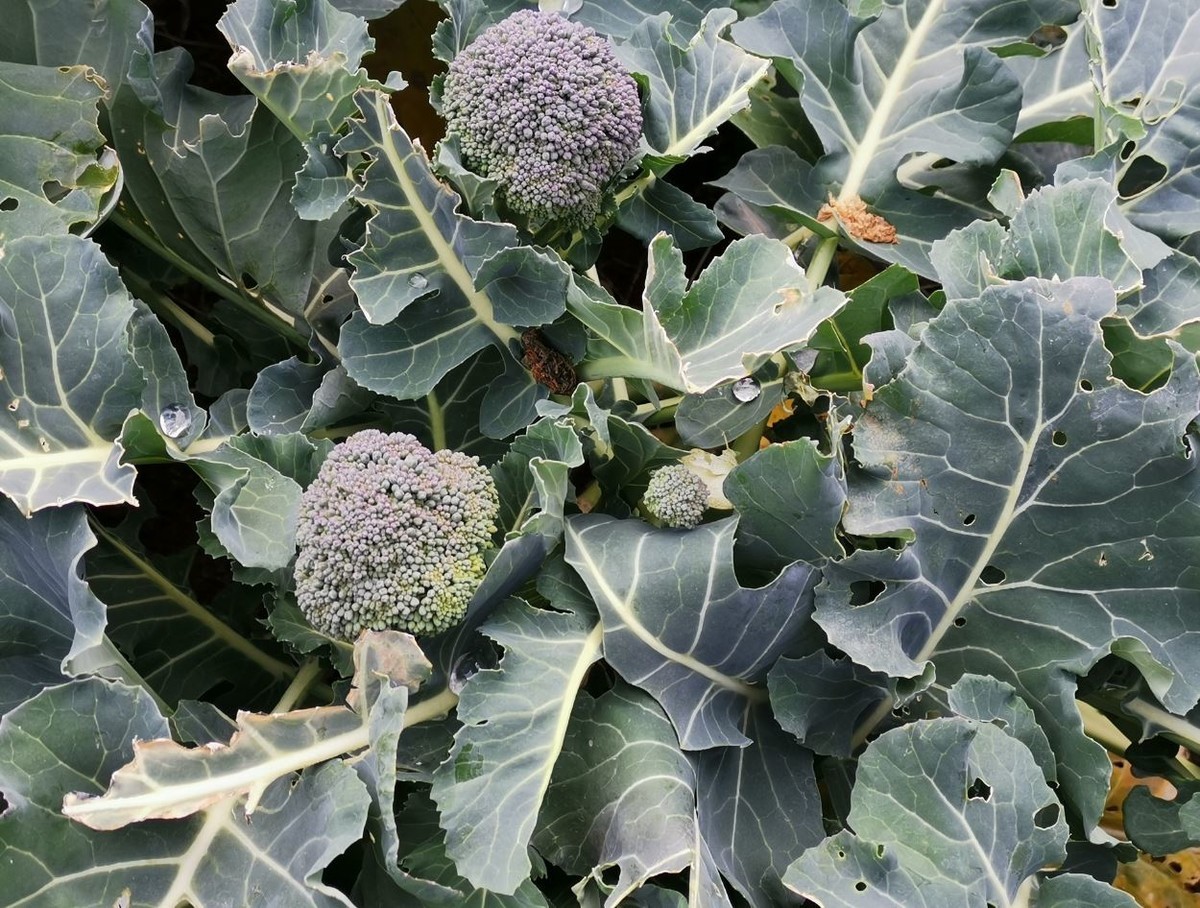 f:id:Limnology:20200118200526j:plain f:id:Limnology:20200118200526j:plain