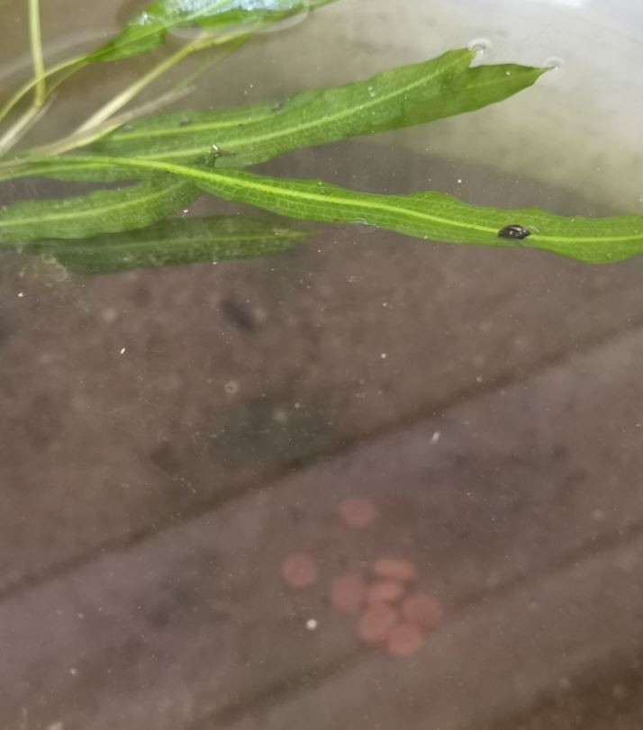 f:id:Limnology:20200530132959j:plain