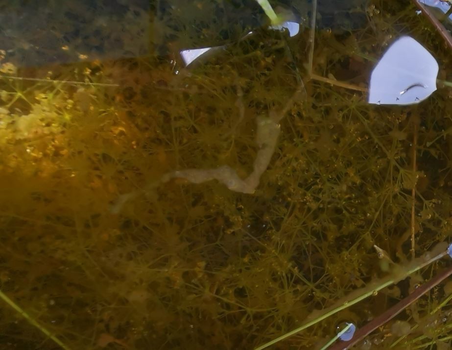 f:id:Limnology:20200609144434j:plain