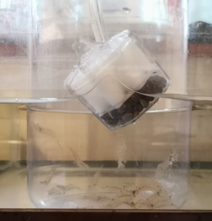 f:id:Limnology:20200727210232j:plain f:id:Limnology:20200727210232j:plain