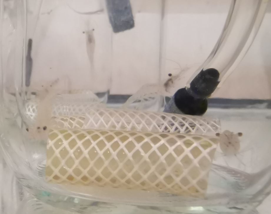 f:id:Limnology:20200729225737j:plain