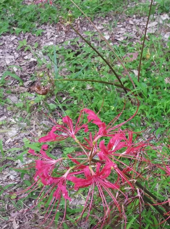 f:id:Limnology:20200809104738j:plain