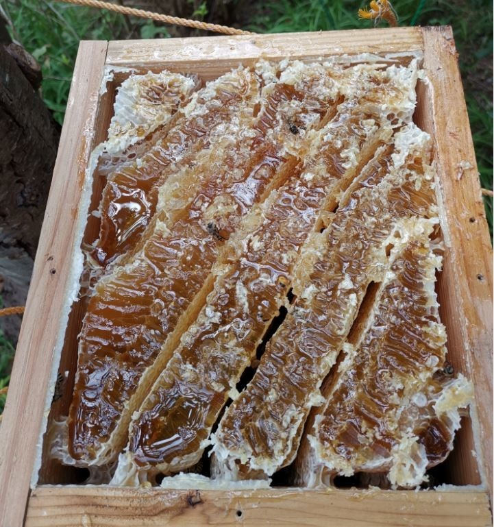 f:id:Limnology:20200922211530j:plain f:id:Limnology:20200922211530j:plain