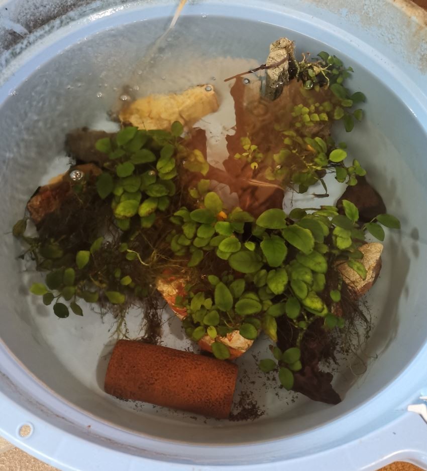 f:id:Limnology:20201021130904j:plain