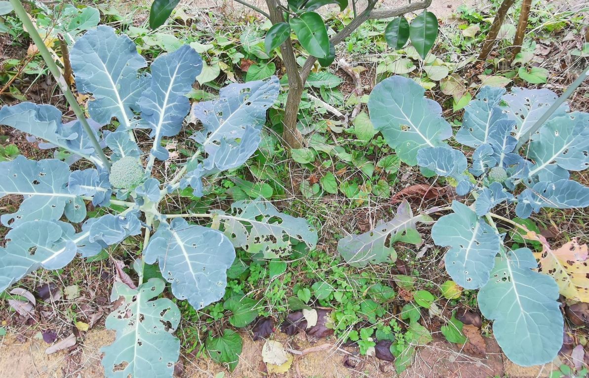 f:id:Limnology:20201129144227j:plain